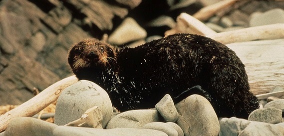 Exxon valdez, recommendations for future successful practices
