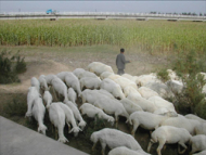 【Views on China】深刻化する水不足