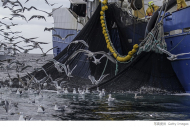 資源管理の経済効果：米国漁業におけるキャッチ・シェア・プログラムを参考に